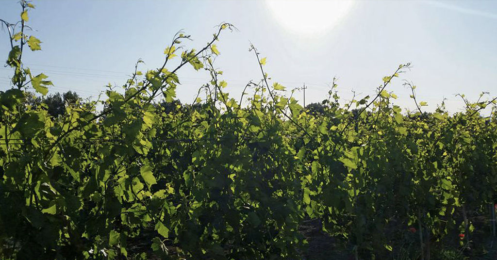 Sardinian wines and native vines of Sardinia 