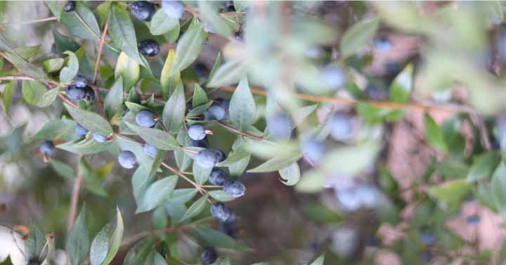 Ricetta mirto sardo: alla scoperta dell'Acqua degli Angeli